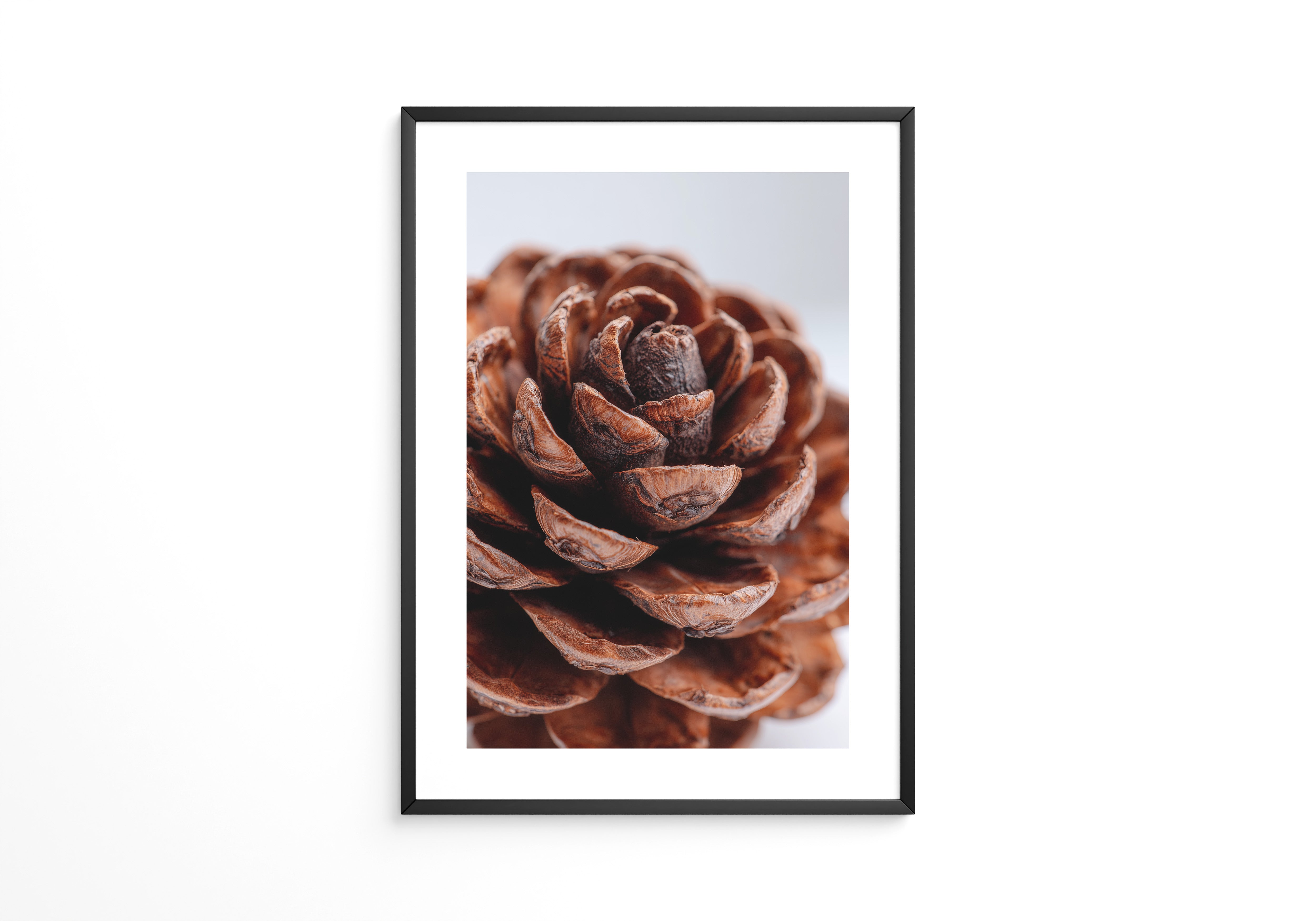 Zapfen Nahaufnahme Holzstruktur