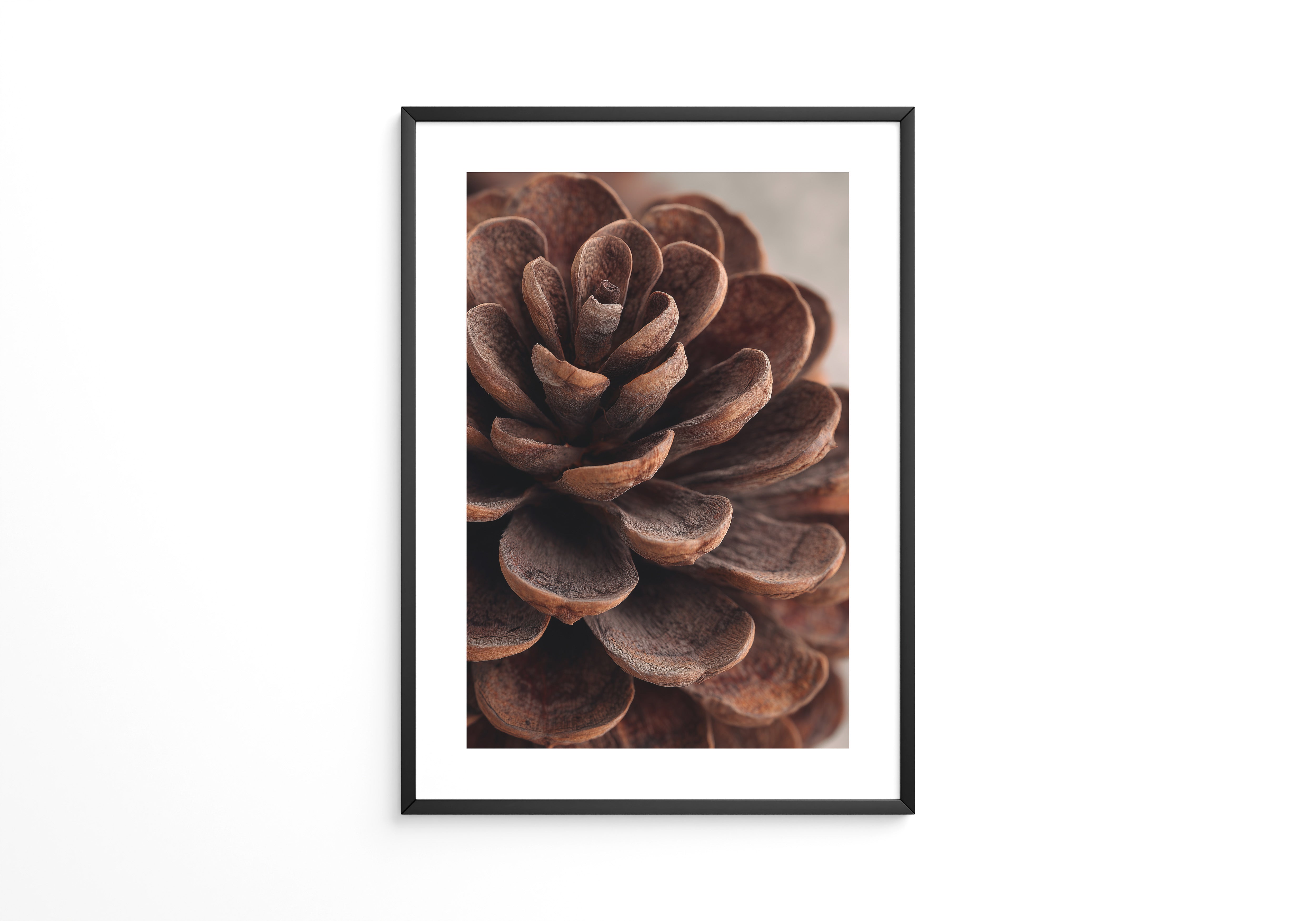 Zapfen Close-up Detailansicht