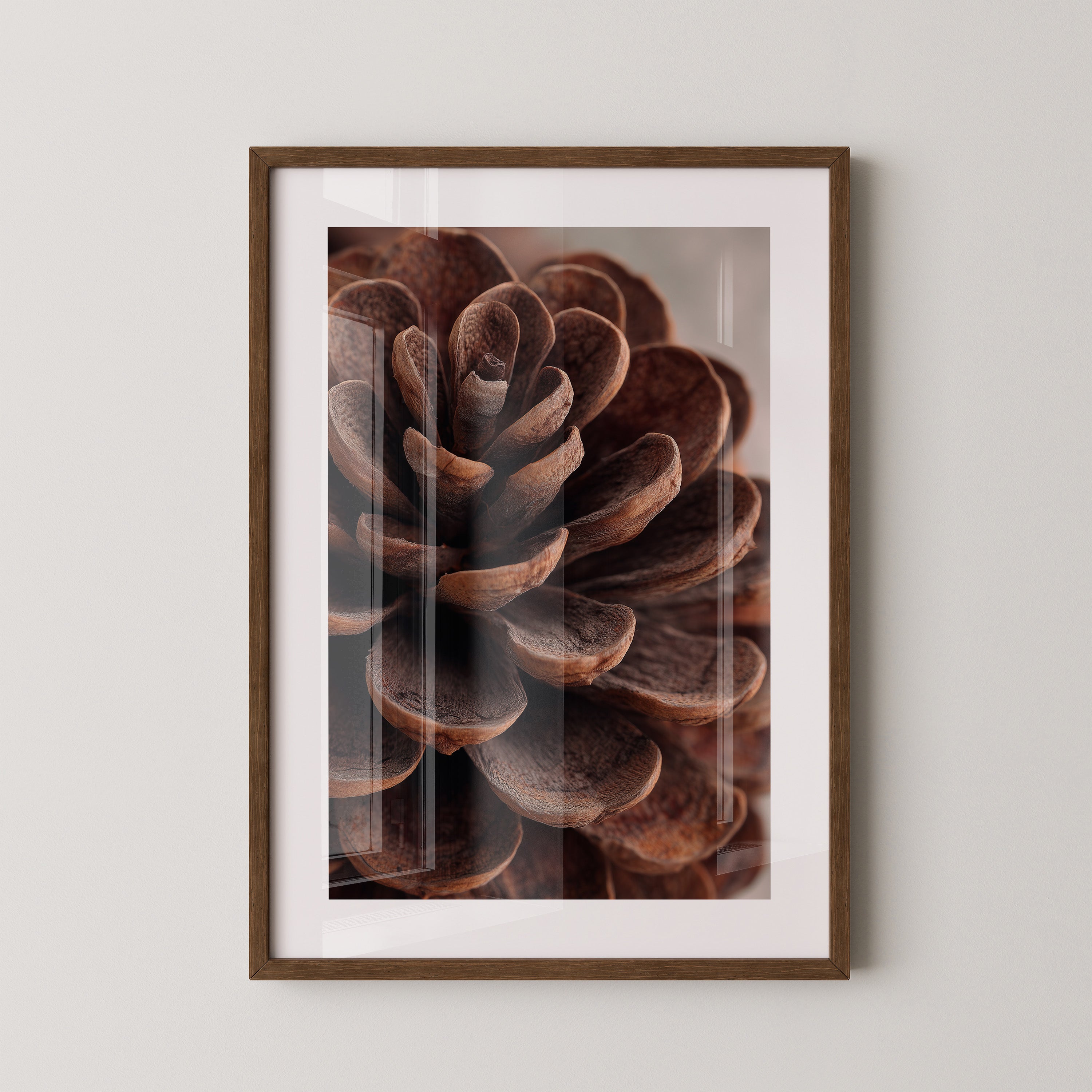 Zapfen Close-up Detailansicht