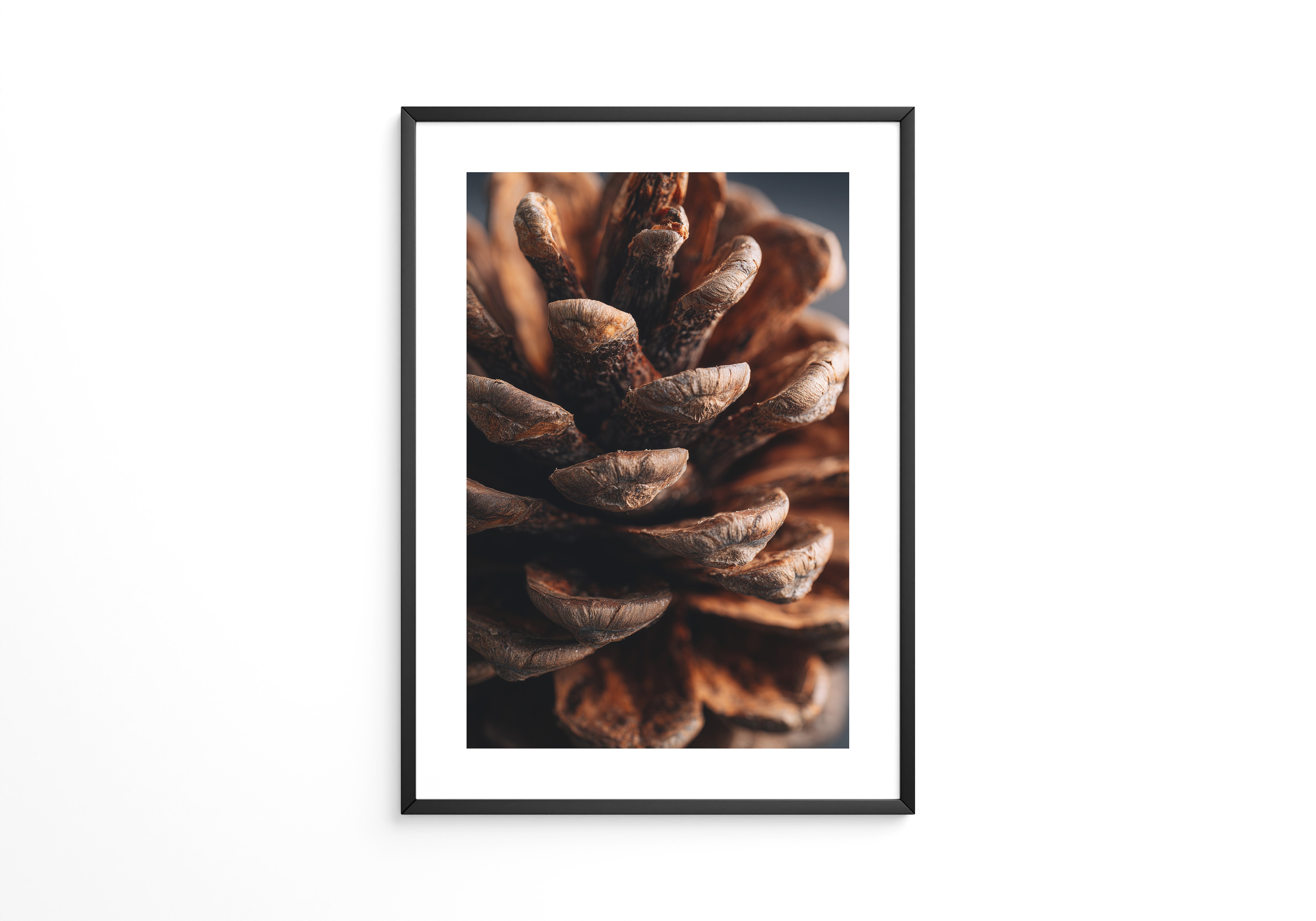 Zapfen Makro Naturtöne