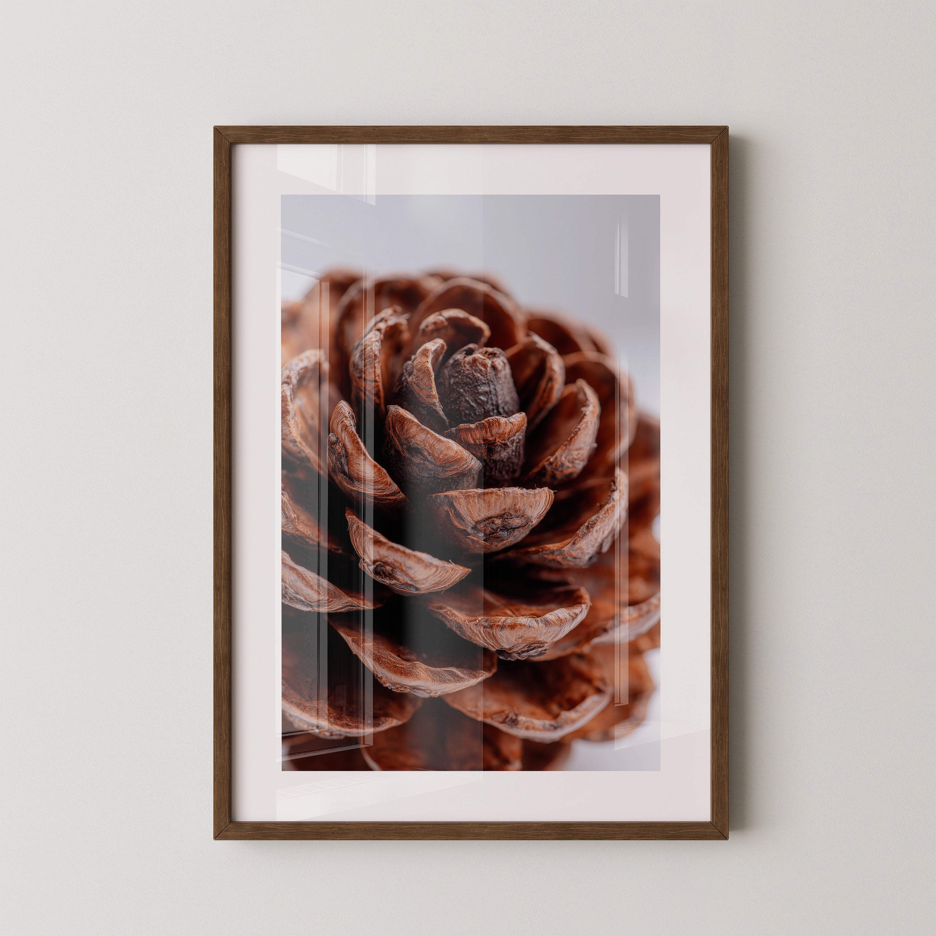 Tannenzapfen Makroaufnahme Braun