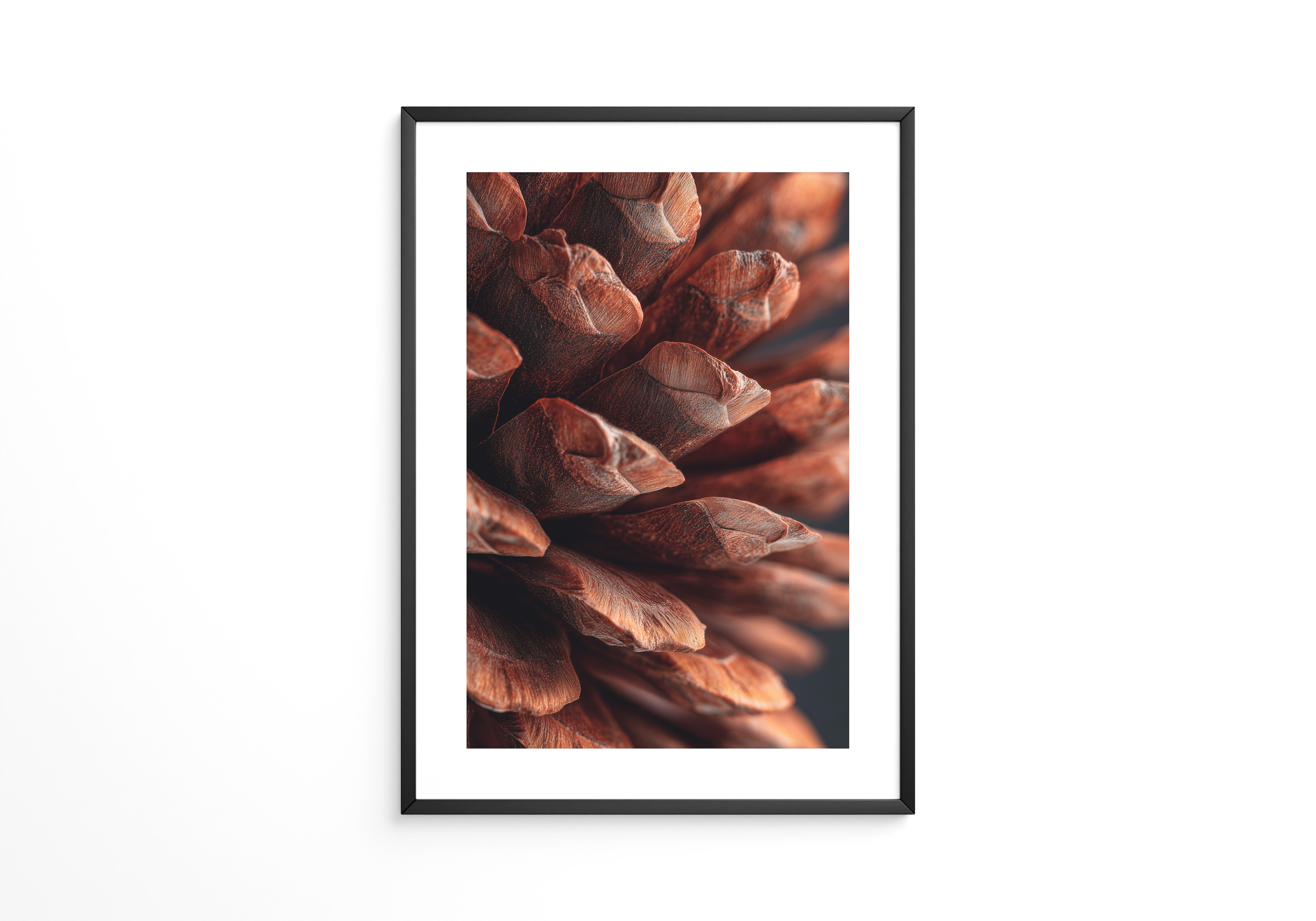 Zapfen Nahaufnahme Braun