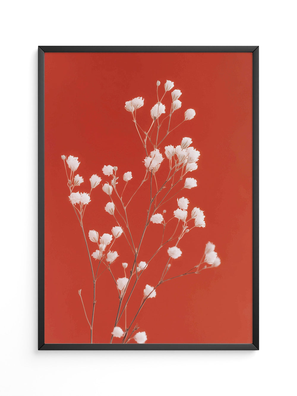 Weiße Blüten Roter Hintergrund