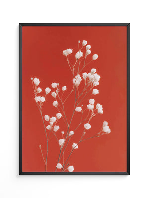 Weiße Blüten Roter Hintergrund