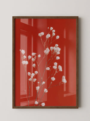 Weiße Blüten Roter Hintergrund