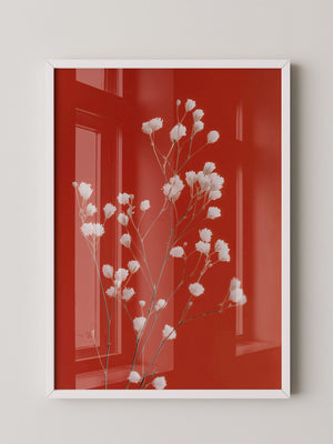 Weiße Blüten Roter Hintergrund
