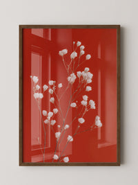 Weiße Blüten Roter Hintergrund