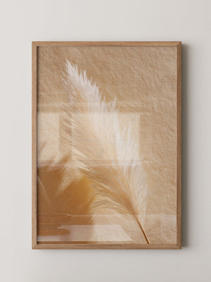 Pampasgras Beige Schatten