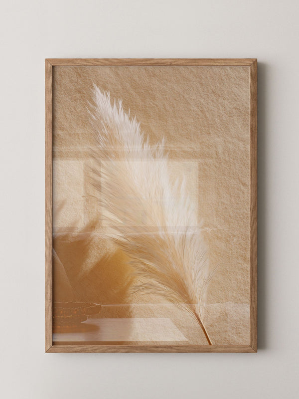 Pampasgras Beige Schatten
