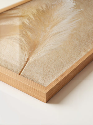 Pampasgras Beige Schatten