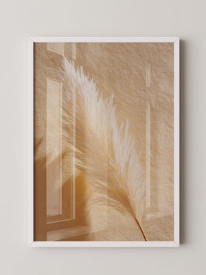Pampasgras Beige Schatten
