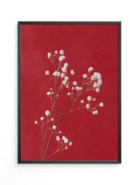 Weiße Blüten rot Hintergrund