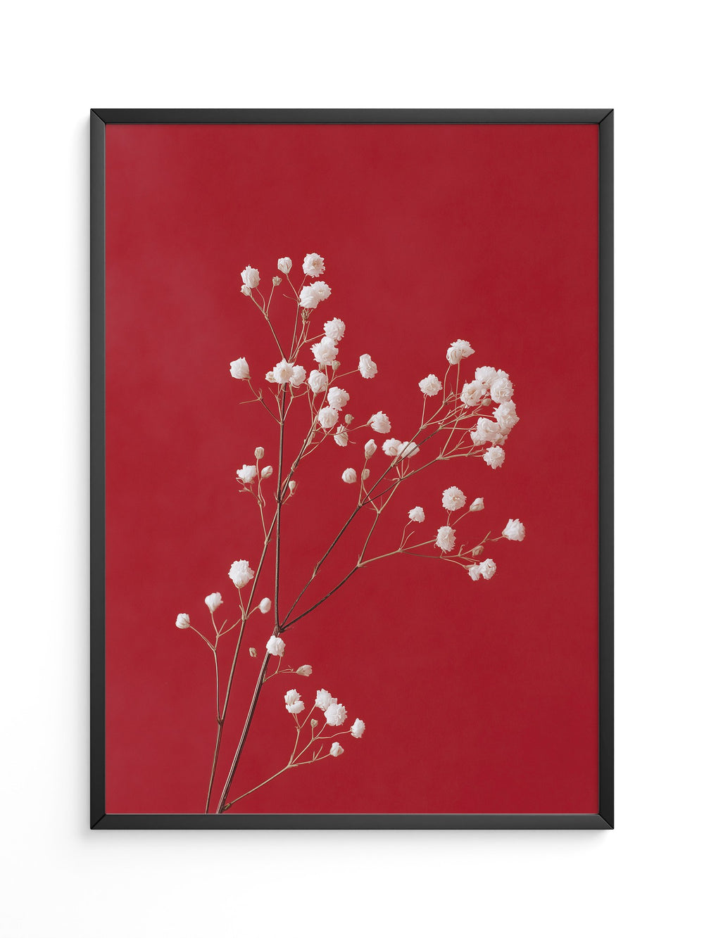 Weiße Blüten rot Hintergrund