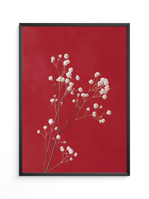 Weiße Blüten rot Hintergrund