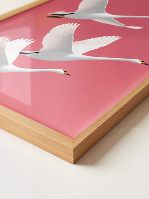 Schwäne Flug rosa Hintergrund