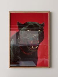 Panther rote Eleganz