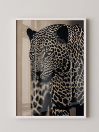 Leopard Nahaufnahme Schwarzbeige