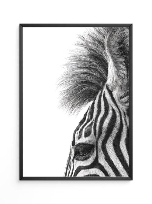 Zebra Detail Schwarzweiß