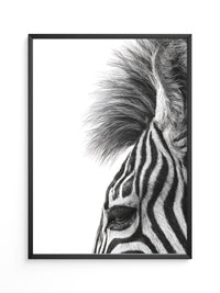 Zebra Detail Schwarzweiß