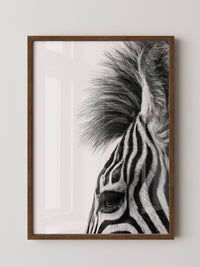 Zebra Detail Schwarzweiß