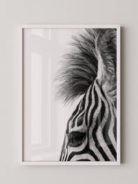 Zebra Detail Schwarzweiß
