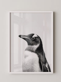 Pinguin Kopf Nahaufnahme S/W