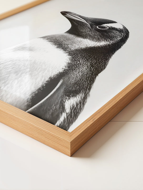 Pinguin Kopf Nahaufnahme S/W