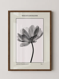 Blume Schwarz Weiß Transparent