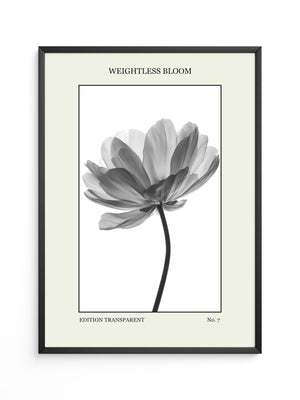 Blume Schwarz Weiß Transparent