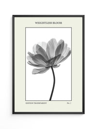 Blume Schwarz Weiß Transparent