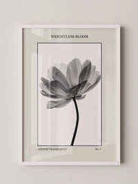 Blume Schwarz Weiß Transparent