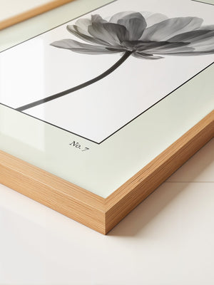 Blume Schwarz Weiß Transparent