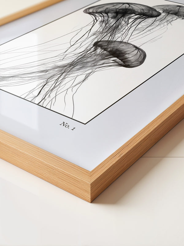 Quallen Transparent S/W