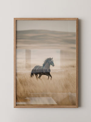 Schwarzer Hengst goldene Steppe