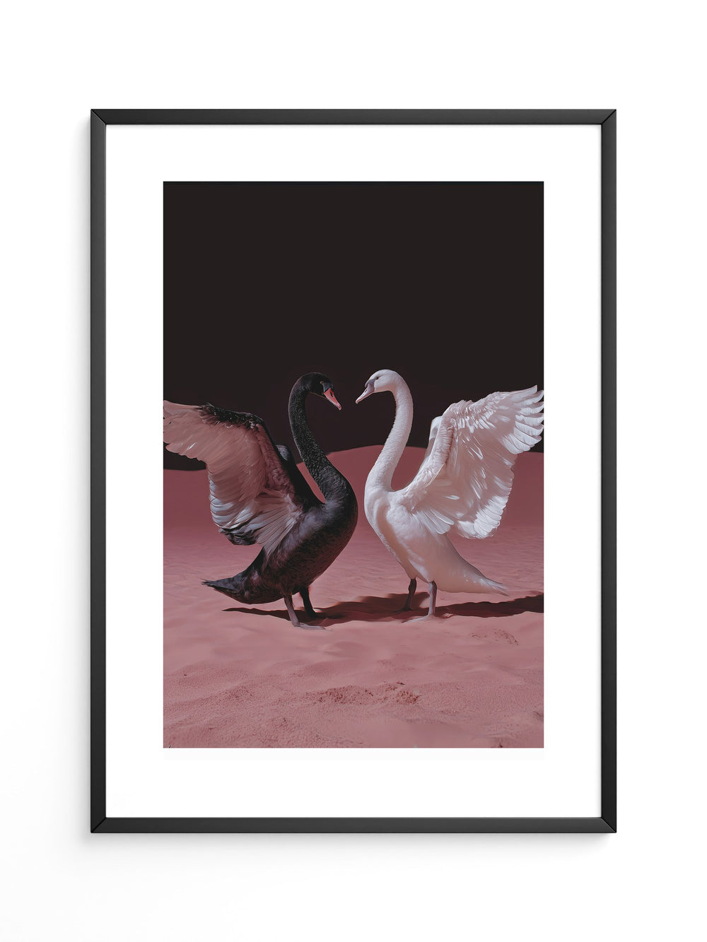 Schwäne Kontrast Rosa Sand