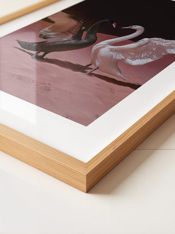 Schwäne Kontrast Rosa Sand