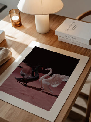Schwäne Kontrast Rosa Sand