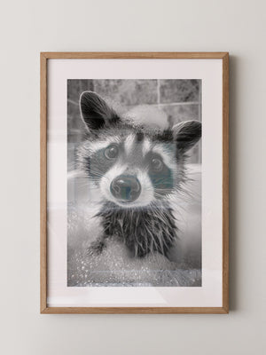 Waschbär Schwarzweiß Schaumbad