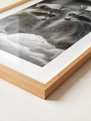 Waschbären Bäcker Schwarzweiß