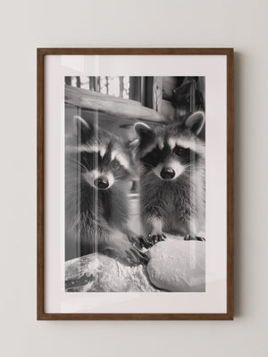 Waschbären Backstube Schwarzweiß