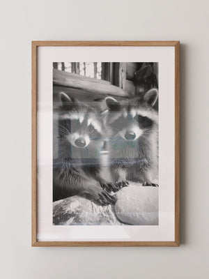 Waschbären Backstube Schwarzweiß