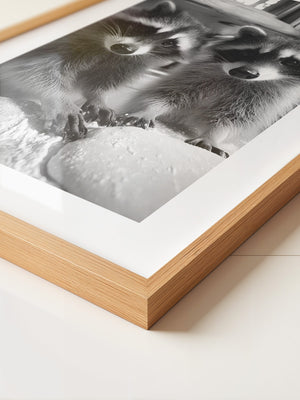 Waschbären Backstube Schwarzweiß