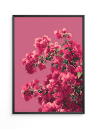 Bougainvillea Rosa Grafik