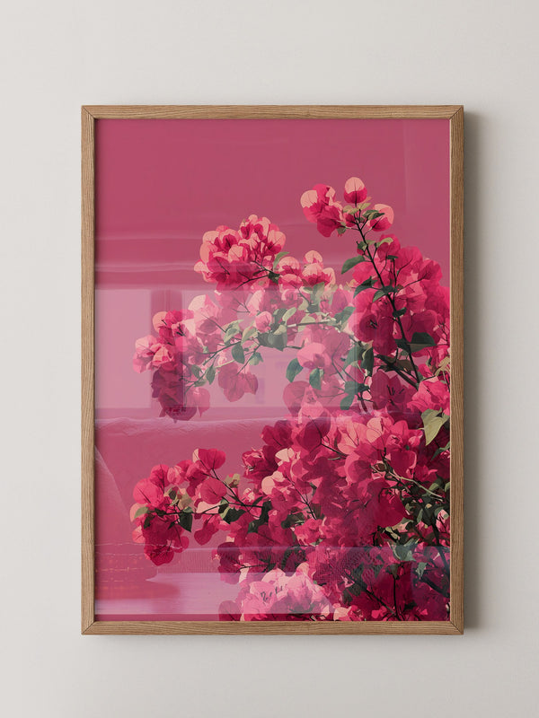 Bougainvillea Rosa Grafik