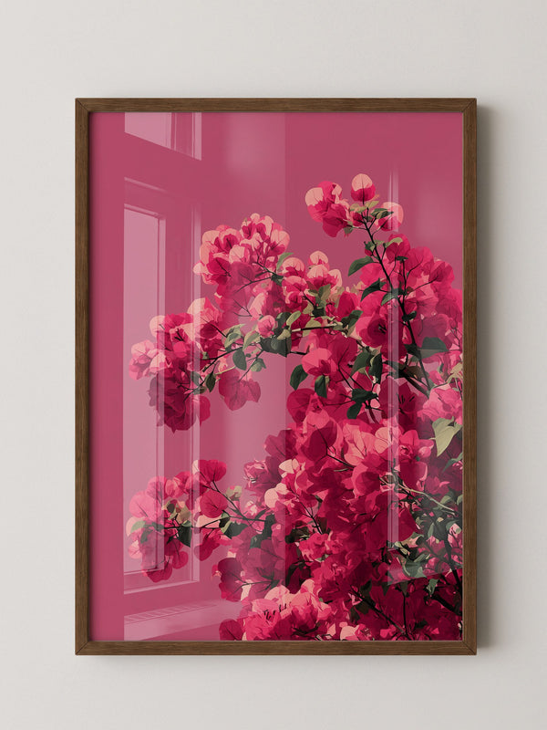 Bougainvillea Rosa Grafik
