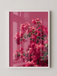Bougainvillea Rosa Grafik