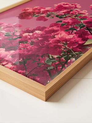 Bougainvillea Rosa Grafik
