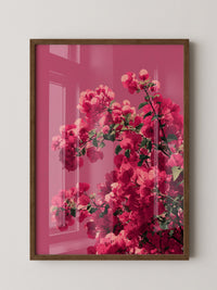 Bougainvillea Rosa Grafik