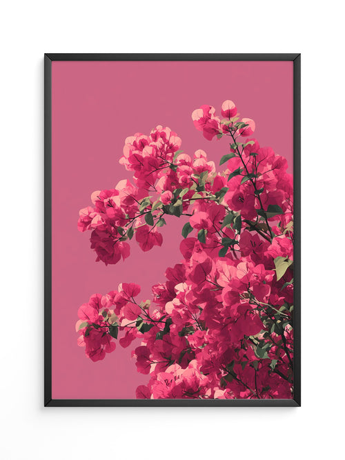 Bougainvillea Rosa Grafik