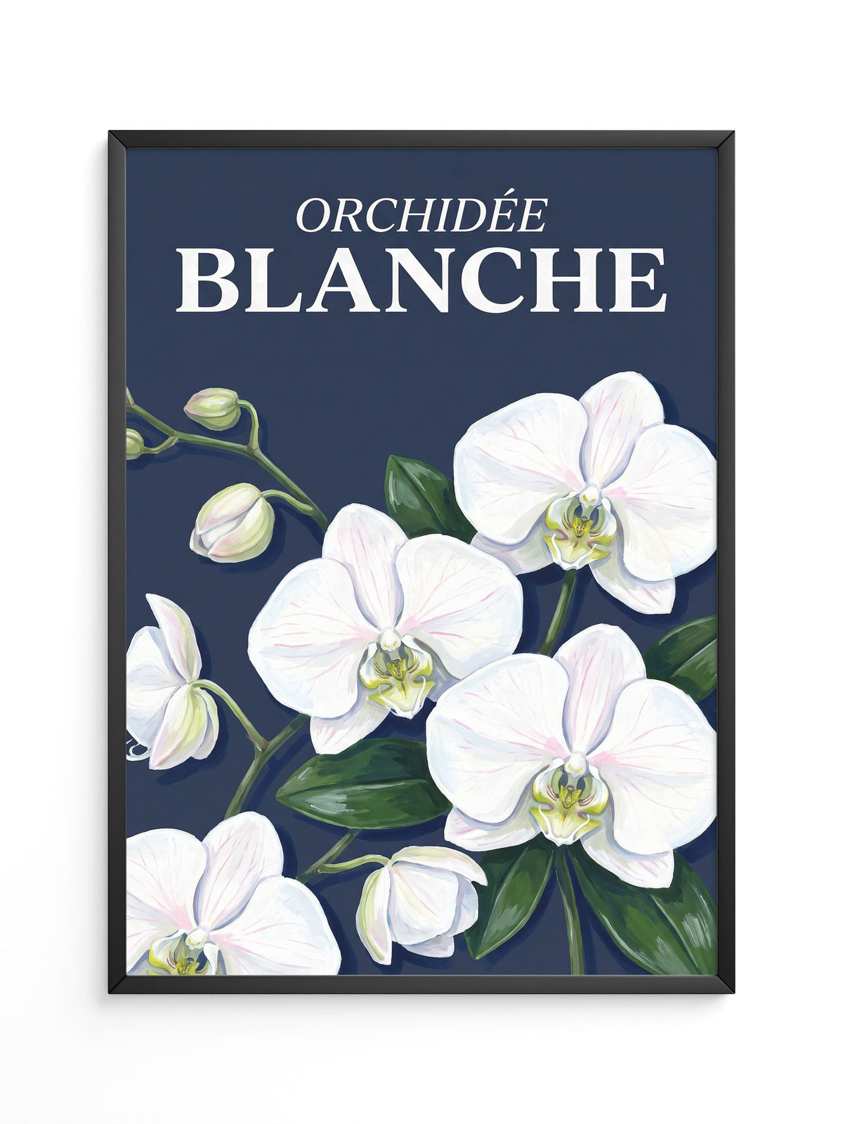 Orchideen Weiß auf Dunkelblau